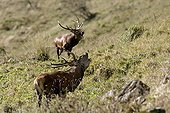 Red Deers belling Solid mass of Luchonais Pyrenees France