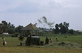 Threshing-machine with rice Mekong delta Vietnam ; Mown rice is brought by basket to the threshing-machine placed at the center of the rice plantation, it is put out of bag for transport<br>It is about rice of the plains