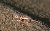 Elegant Gecko on sand Sahara Tunisia