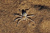 Dancing White Lady Spider Namib Desert Namibia ; These spiders are well known for their wandering nature. After wandering for up to 90m from the nest across open, featureless dunes of the Namib Desert, they will return in a more direct path