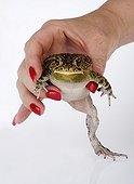 Woman with red nail varnish holding a Guttural toad ; Charming prince <br>Conte de fée