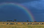 Grant's zebra migration on the plains of the Mara Kenya
