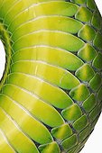 White-lipped Green Pit Viper