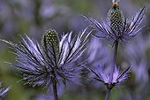 Blue thistles and bee Vallon of Fournel the Alps France