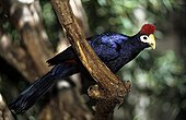 Ross's Turaco on branch Africa
