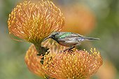Southern double-collared sunbird on a flower South Africa