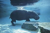 Pygmy hippopotamus walking under water in aquarium France ; The photograph is taken in a basin of the Zoological garden of Doué-la-Fontaine (49) France.