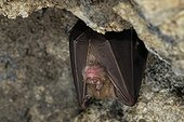 Greater Horseshoe bat  in hibernation Auvergne ; Place: Old mining cavity <br>Saint-Nectaire