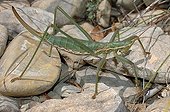 Magician Grasshopper on stones France