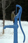 Woodpecker female on a water pump of garden Sweden