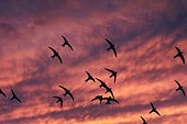 Common Swift in flight with laying down sun France