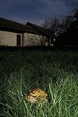 Coupling of European toad in a garden in the twilight France