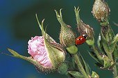 Ladybird at two points on a rose tree France