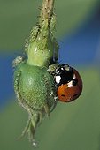 Sevenspotted lady beetle eating a plant louse on a rosebud