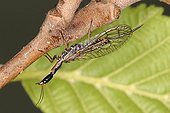 Snakefly on a branch Belgium ; Forestry insect feeding on Louses.