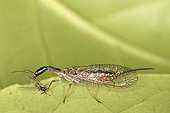 Snakefly catching an Aphid Belgium