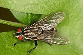 Flesh Fly Moereske Natural Reserve Belgium