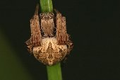 Neoscona Spider on a stem Sieuras Ariège France