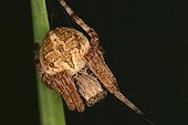 Neoscona Spider on a stem Sieuras Ariège France