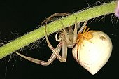 Crab Spiders mating Sieuras Ariège France