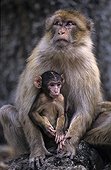 Barbary Macaque female and young Middle Atlas Morocco