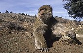 Barbary Macaque male in winter Middle Atlas Morocco