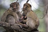 Barbary Macaques females and young Middle Atlas Morocco