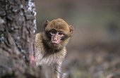 Barbary Macaque young on Cedar forest Middle Atlas Morocco
