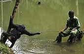 Chimpanzee using a stick to reach a fruit Gabon ; Bakouma sanctuary<br>Apes cannot swim