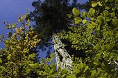 Siver Fir above broad-leaved trees Ballons des Vosges PNR
