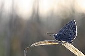 Silver-studded blue on a leaf Lorraine Regional Nature Park