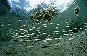 School of Minnow swimming on the surface of water Austria