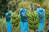 Banana's clusters 'Grande naine' Martinique