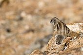 Squirrel of Babaria on Fuerteventura island Canary island
