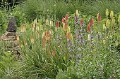 Kniphofia at Chaumont sur Loire