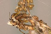 Theridion Spider feeding its young Sieuras Ariège France ; The adult female will stay with her young who will feed on the food she catches and sometimes even from her mouth.