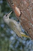 Grey-headed woodpecker female in front of its nest France