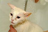Shower of a white Cat Haute-Normandie France