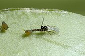 Aphid parasitoid laying an egg in a Melon Aphid