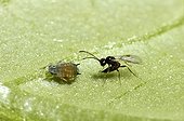 Aphid parasitoid going to lay an egg in a Melon Aphid