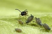 Aphid parasitoid coming up to Melon Aphids France