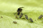 Aphid parasitoids mating close to Melon Aphids France