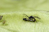 Aphid parasitoids mating close to Melon Aphids France