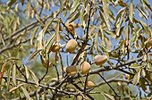 Sweet almonds on the tree Morocco