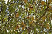 Sweet almonds on the tree Morocco