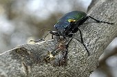 Ground beetle eating an Asian Gypsy Moth caterpillar Spain