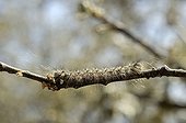 Asian Gypsy Moth caterpillar on a branch Andalucia Spain