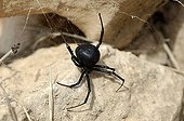 Mediterranea Black Widow on a rock Cabo de Gata Andalucia ; Black pattern.
