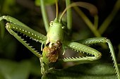 Predatory Bush Cricket devouring its prey Alpes-Maritimes ; Cipières.