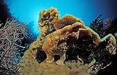 Giant frogfish camouflaging itself in the coral Indonesia